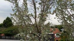 Kew Drive (D16), Detached #604576411